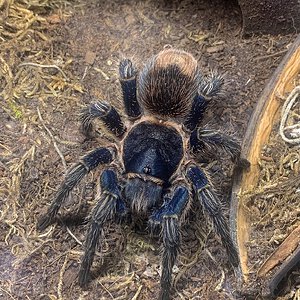 Thrixopelma cyaneolum