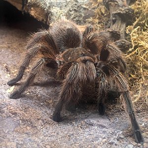 Grammostola rosea 'RCF'