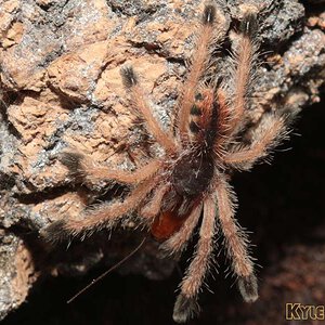 Avicularia-avicularia1.jpg