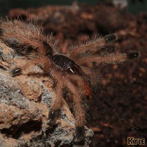 Avicularia-avicularia2.jpg