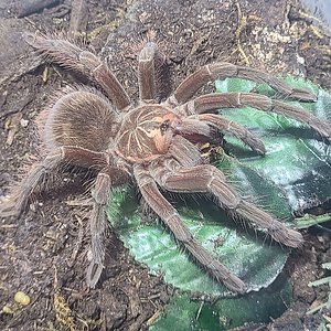 Pamphobeteus sp. Machala 4" juvie female