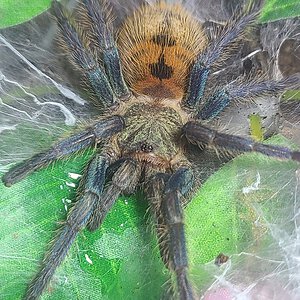 GBB juvie getting a drink