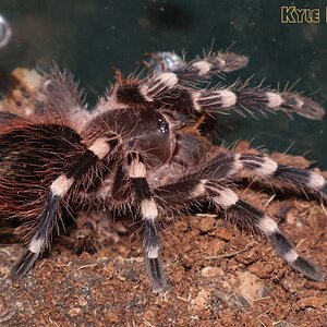 Acanthoscurria-geniculata24.jpg