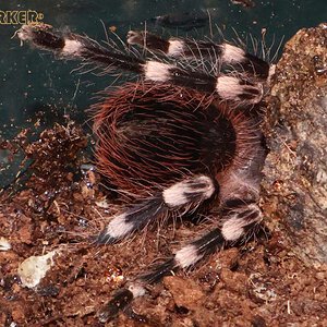 Acanthoscurria-geniculata25.jpg