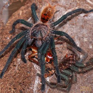 Chromatopelma-cyaneopubescens28.jpg