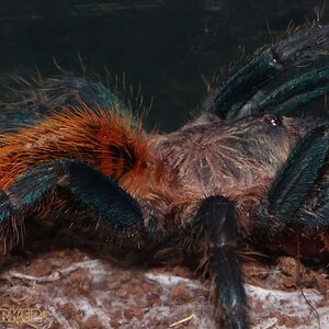 Chromatopelma-cyaneopubescens29.jpg