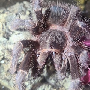 Subadult male L. Parahybana with dubia roach