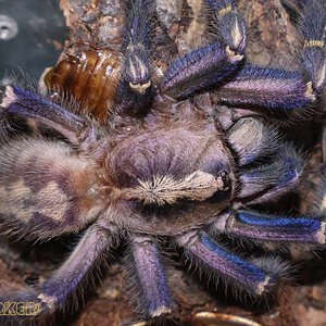 Poecilotheria-metallica64.jpg