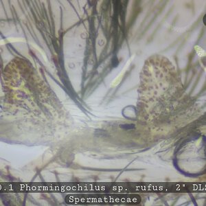 0.1 Phormingochilus sp. rufus - 2.0" DLS