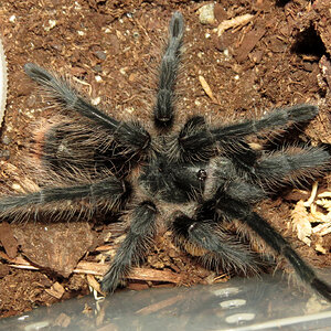 ♀ Grammostola grossa 3.5″