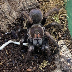 Pamphobeteus ultramarinus