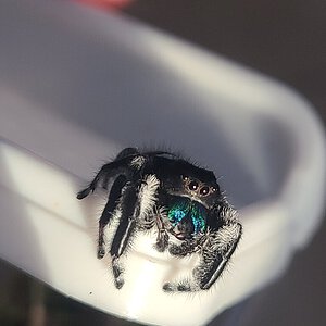 Jumping spider