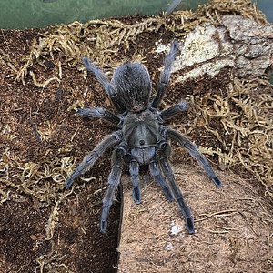 Aphonopelma sp. Michoacán