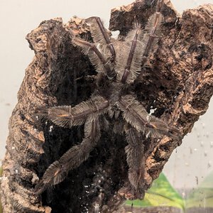 MM P. irminia "Spunk"