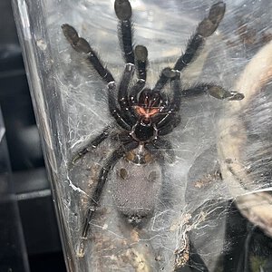 2” P. irminia