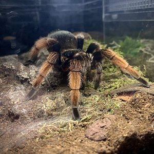 Brachypelma klaasi