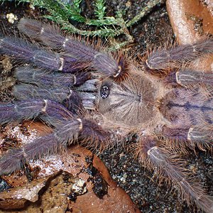 0.1 Phormingochilus sp. Sabah Blue - 4.5" DLS