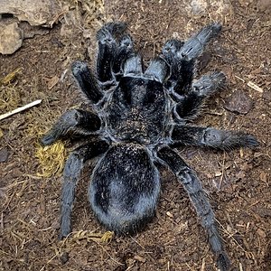 Grammostola pulchra