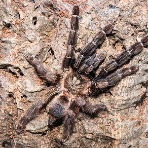 Psalmopoeus reduncus