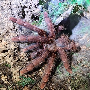 Phormingochilus sp Sabah Red