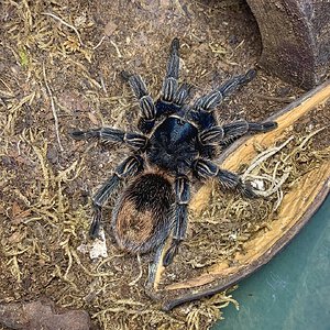 Thrixopelma cyaneolum