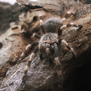 Nhandu coloratovillosus - sub adult female