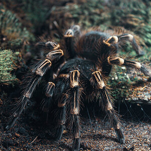 Acanthoscurria geniculata - adult female