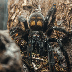 Psalmopoeus irminia - adult female