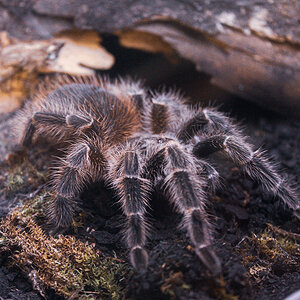 Lasiodora subcanens - juvenile female