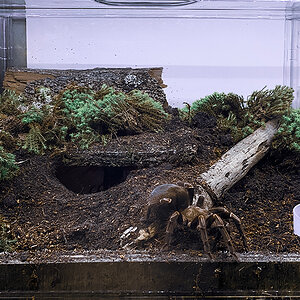 V. australis - Female enclosure