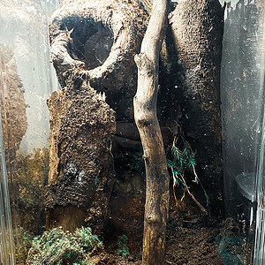 P. cambridgei - Female enclosure