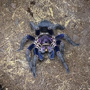 Phormictopus sp. 'Dominican purple'