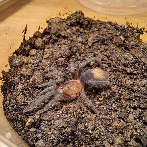 0.0.1 Thrixopelma cyaneolum ~1"+