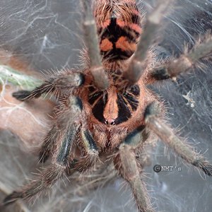 0.1 Theraphosidae sp. Colombia (kolumbia) - 2.25" DLS