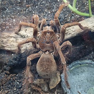 0.1 Theraphosa stirmi