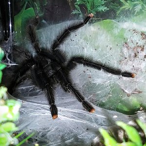 Avicularia avicularia