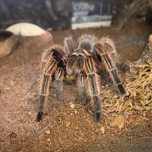 Grammostola rosea "RCF"