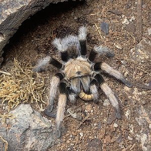 Aphonopelma chalcodes