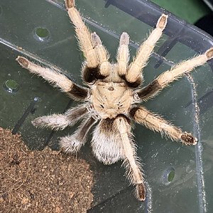 Aphonopelma chalcodes