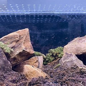 B. emilia enclosure