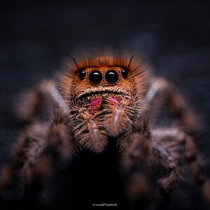 Cute Female Jumper macro shot