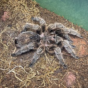 Grammostola rosea 'NCF' (porteri)