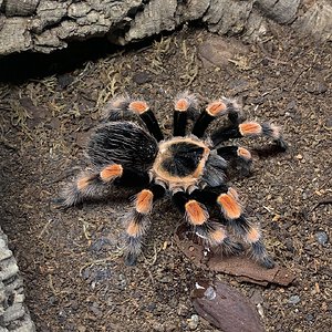 Brachypelma smithi (ex annitha)