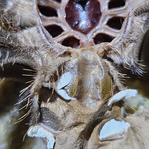 Lasiodora parahybana