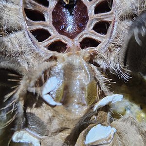 Lasiodora parahybana