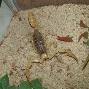 Hadrurus Arizonensis