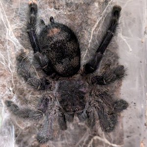 A. purpurea really needs a molt ...