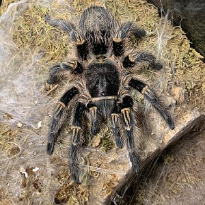 Grammostola pulchripes