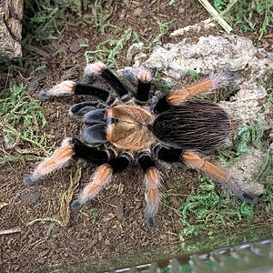 Aphonopelma bicoloratum