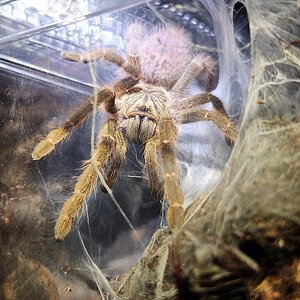 P. Murinus TCF